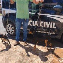 Cinco cães e uma maritaca que sofriam maus-tratos foram resgatados em MG - Divulgação/PCMG