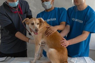 Alimentos tóxicos: 10 itens que você nunca deve dar ao seu cachorro