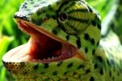 O camaleão é um réptil conhecido pela capacidade de mudar de cor para se camuflar. Essa característica ajuda tanto na defesa contra predadores quanto na aproximação de presas. Saiba mais sobre seus hábitos.
 - 