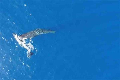 Com o uso de drones, um grupo de pesquisadores da Universidade de St Andrews, na cidade de mesmo nome, localizada na região costeira da Escócia, conseguiu registrar em vídeo um comportamento até então inédito entre baleias-cachalote: indivíduos da espécie desferindo cabeçadas uns contra os outros. A cena, rara e ainda pouco compreendida, foi descrita cientificamente pela primeira vez, abrindo novas perspectivas para o estudo desses gigantes marinhos. O flagra aconteceu em registros da interação  -  (crédito: Reprodução do Youtube Canal Headbutting Sperm Whales)