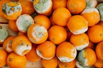 Frutas mofadas como as laranjas podem abrigar toxinas invis&iacute;veis, alertam especialistas sobre o descarte seguro. -  (crédito: iStock)