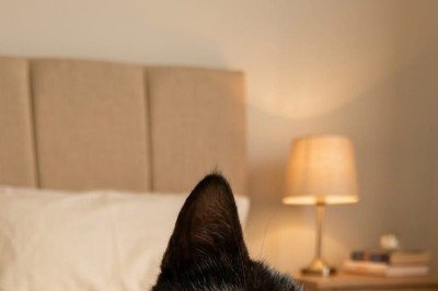 SPMA realiza evento de adoção de animais resgatados neste sábado (11/4) em BH; Na imagem Poli, uma das gatas salvas pela Sociedade. -  (crédito: Divulgação/SPMA)