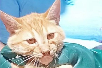 Bombeiros retiraram o arame com um alicate no local do acionamento -  (crédito: CBMMG/Divulga&ccedil;&atilde;o)