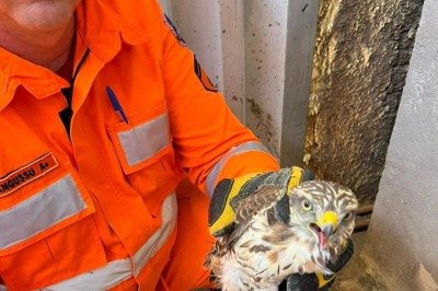 Gavi&atilde;o ferido foi encontrado de uma casa em  Montes Claros -  (crédito: Corpo de Bombeiros/divulga&ccedil;&atilde;o)