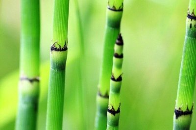 Com centenas de espécies espalhadas pelo mundo, o bambu é uma gramínea de grande versatilidade. No Brasil, conhecido como taquara ou taboca, destaca-se pelas diversas aplicações.
 -  (crédito: Pixabay)