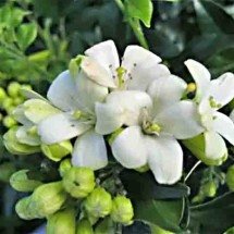 Saiba por que a murta ameaça as plantações de frutas cítricas -  Bryan James sherman /Wikimédia Commons