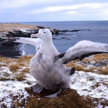 Além do voo; as aves que se destacam pelo porte gigante - Alain RICCI - wikimedia commons 