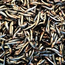 Rica em nutrientes, anchova fortalece os ossos e contribui com o humor - Imagem de sezer bulut por Pixabay