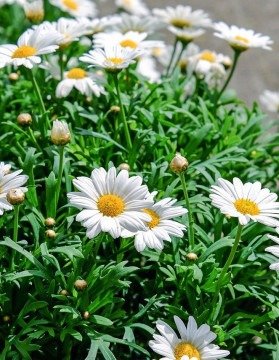 Margaridas traduzem leveza, alegria e harmonia nos ambientes - Imagem de Couleur por Pixabay