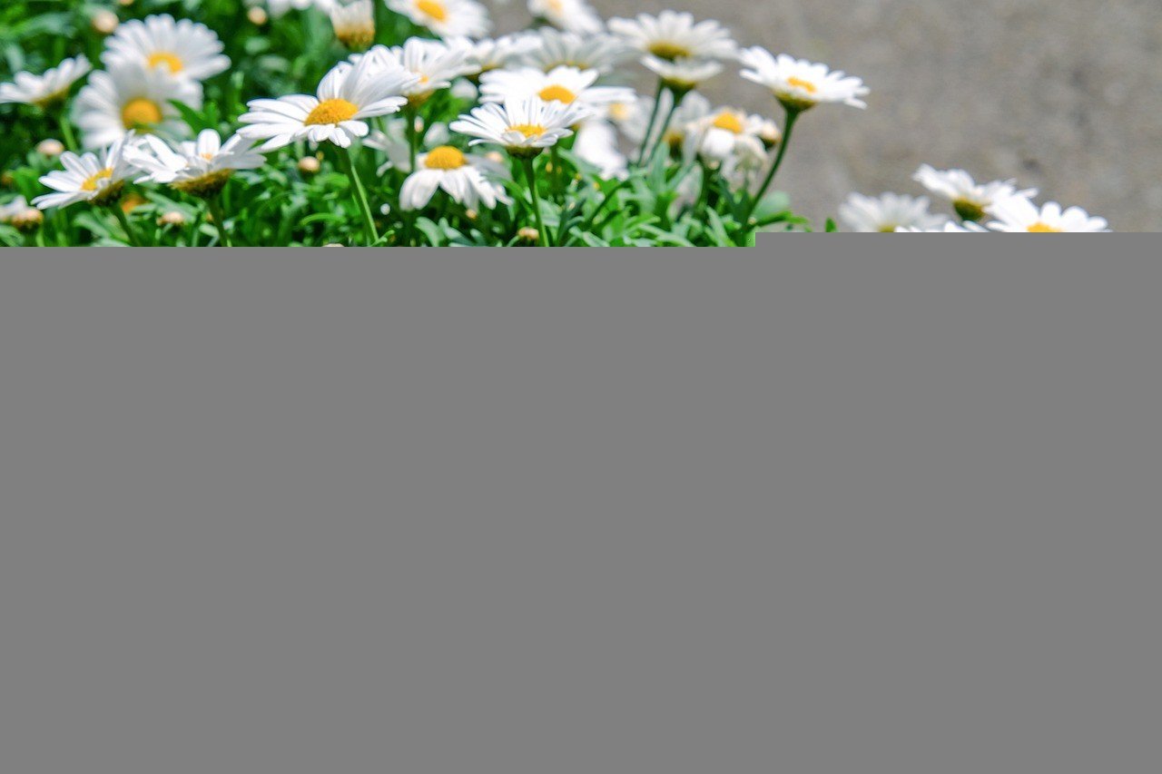 Margaridas traduzem leveza, alegria e harmonia nos ambientes - Imagem de Couleur por Pixabay