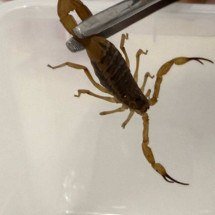 Com escorpião não se brinca: projeto quer proteger crianças em BH e região - Lucas Luckeroth/Funed