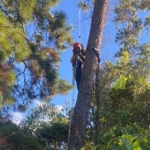 Homem fica preso em árvore durante voo de paraglider no interior de Minas - Divulgação/CBMMG