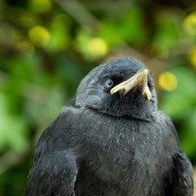 Confundidas no mundo animal, gralhas e corvos compartilham inteligência impressionante; confira - Bernd Machmüller/Pixabay