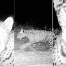 MG: filhotes de onça-pintada terão nomes escolhidos por votação popular - Reprodução/Onçafari