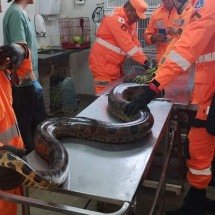 Sucuri de 3 metros é resgatada em plena avenida no interior de MG; veja - Corpo de Bombeiros/Reprodução