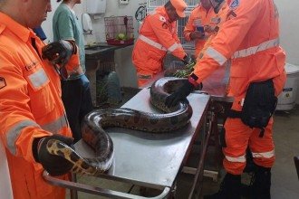 A cobra foi encaminhada ao Hospital Veterinário da Uniube, onde passou por avaliação médica -  (crédito: Corpo de Bombeiros/Reprodução)