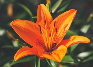 Com aparência delicada e perfume marcante, o lírio é uma flor associada à pureza, inocência e renovação. Por isso, é presença frequente em casamentos e cerimônias religiosas.
 -  (crédito: Pixabay)