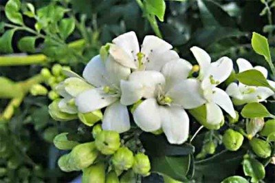 A murta, planta ornamental bastante comum em jardins urbanos brasileiros, tornou-se um dos principais focos de preocupação da citricultura nas últimas décadas. Embora valorizada pelo aroma e pela estética, essa espécie, cientificamente conhecida como Murraya paniculata, passou a ser considerada um risco fitossanitário relevante, especialmente em regiões produtoras de laranja, limão e outras frutas cítricas. O motivo está diretamente ligado à sua relação com uma das doenças mais devastadoras do s -  (crédito:  Bryan James sherman /Wikimédia Commons)