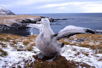 ALBATROZ ERRANTE - É a ave com maior envergadura do mundo, podendo atingir 3,5 metros e pesar até 12 kg. Possui plumagem branca com detalhes escuros nas asas e um bico grande e curvado, adaptando-se à vida no mar. -  (crédito: Alain RICCI - wikimedia commons )
