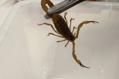 Longe de palestras teóricas e densas, os alunos percorrem um roteiro educativo para conhecer de perto o escorpião-amarelo -  (crédito: Lucas Luckeroth/Funed)