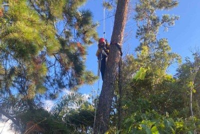 Homem fica preso em árvore de 10 metros no Sul de Minas -  (crédito: Divulgação/CBMMG)