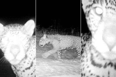 'Quando protegemos a onça-pintada, protegemos o futuro de todos nós', resume a organização Onçafari -  (crédito: Reprodução/Onçafari)