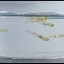 Zoeira natural: os animais mais barulhentos do mundo - AngryBurmese wikimedia commons