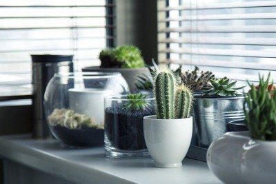 Cultivar plantas dentro de casa tornou-se uma forma comum de tornar os ambientes mais agradáveis. Além de contribuírem para a decoração, elas ajudam a melhorar a qualidade do ar, elevar a umidade e até favorecer o bem-estar emocional. -  (crédito: Imagem de Milada Vigerova por Pixabay)