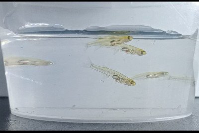 Pesquisadores identificaram um peixe minúsculo, com cerca de 12 milímetros, capaz de produzir sons superiores a 140 decibéis. A intensidade equivale ao ruído ouvido por alguém a 100 metros de um avião decolando, semelhante também ao barulho de um tiro ou de uma britadeira. -  (crédito: AngryBurmese wikimedia commons)