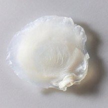 Avon cria pele bioimpressa que reproduz efeitos da menopausa - Avon / Divulga&ccedil;&atilde;o