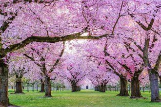 Conheça origem, tradição e o encantamento das cerejeiras japonesas