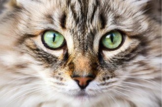 Nada escapa destes animais com visão aguçada e privilegiada