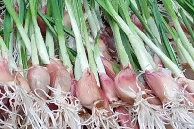 O alho é um tempero muito presente na cozinha brasileira. Além de conferir aroma e sabor marcantes aos pratos, também é utilizado em receitas caseiras e associado a possíveis benefícios para a saúde. -  (crédito:  Reprodução Youtube Coisas de quintal)