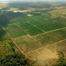Crédito de carbono: como o agro brasileiro pode lucrar - Pexels/ Maurylio Silva