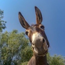 O dia que descobri que jumentos estão em extinção - The Donkey Sanctuary