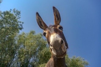 A população despencou cerca de 94% nas últimas décadas, chegando a pouco mais de 78 mil animais -  (crédito: The Donkey Sanctuary)