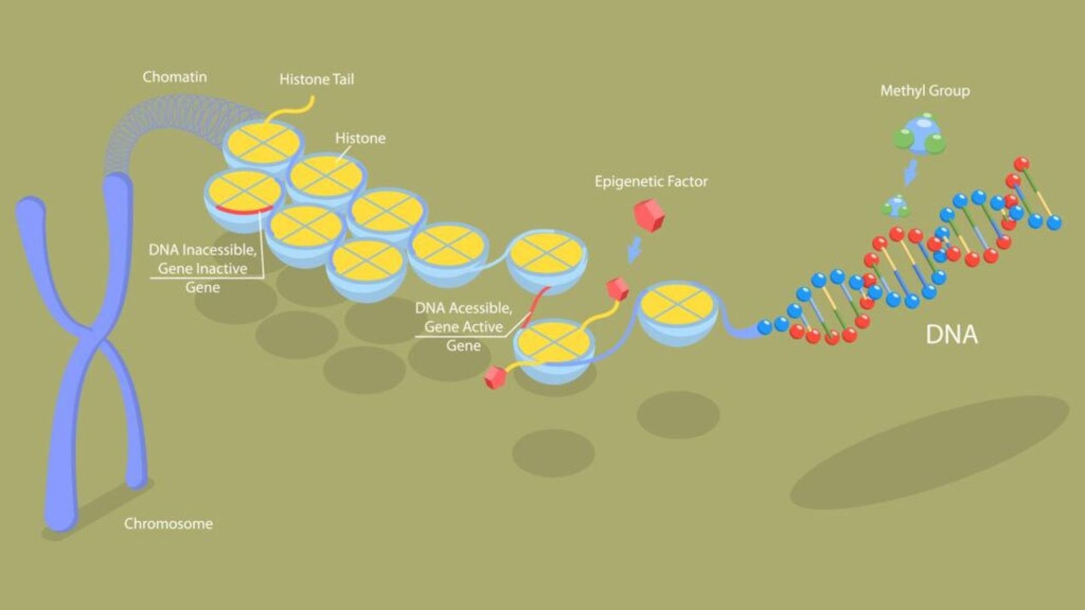 O que é epigenética? Veja como estilo de vida pode influenciar a saúde e até passar efeitos para os filhos - Portal Giro 10