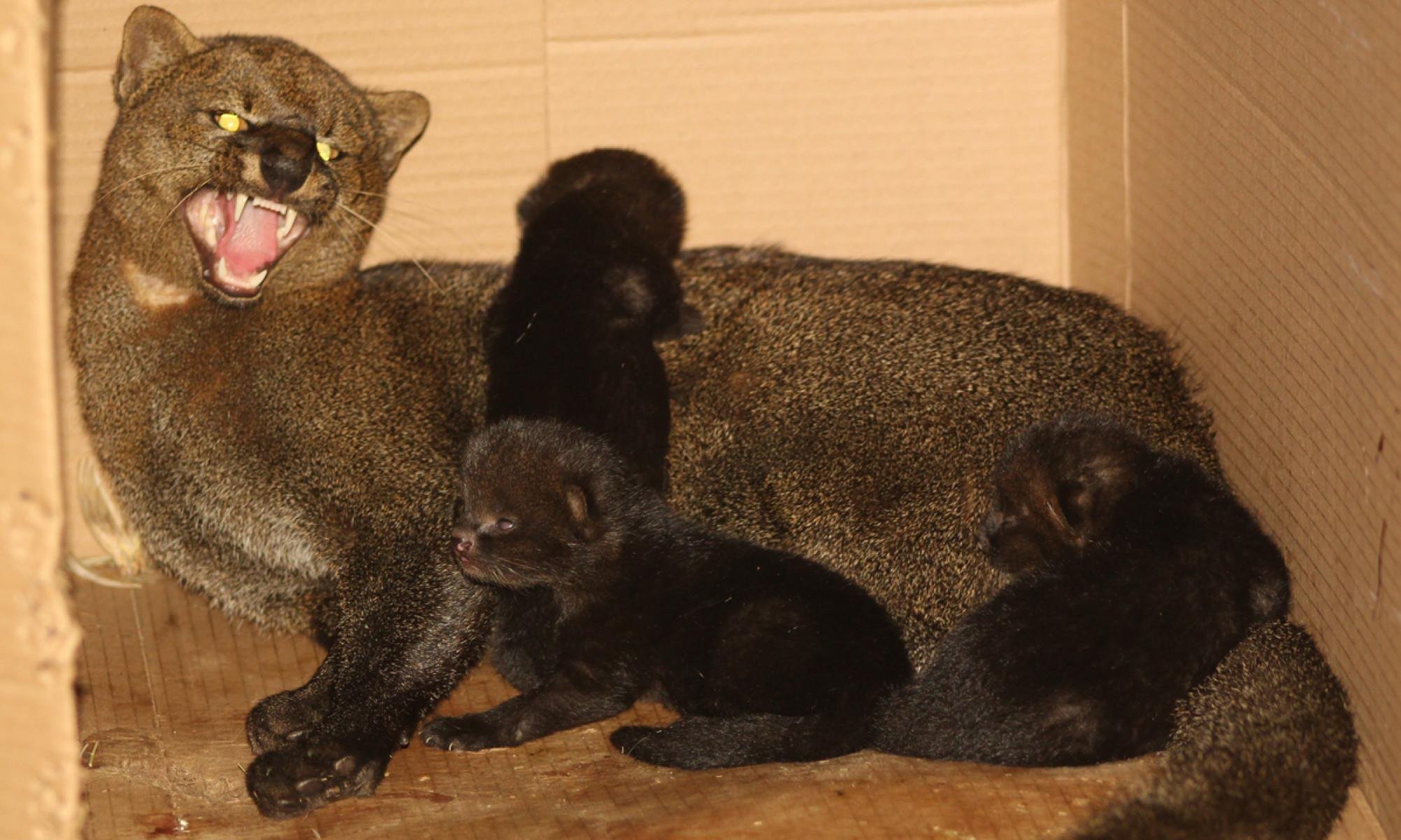 Felino amea&ccedil;ado de extin&ccedil;&atilde;o e filhotes s&atilde;o monitorados em hospital de MG -  (crédito: HVU/Divulga&ccedil;&atilde;o)