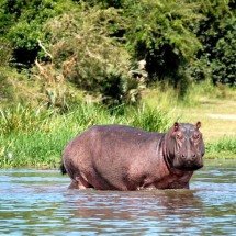Hipopótamos de Pablo Escobar serão sacrificados após virarem ‘dor de cabeça’ na Colômbia; entenda - Egui_ - Flickr