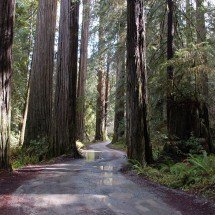 Árvore de tronco avermelhado simboliza o Brasil; saiba curiosidades - Imagem de Milt Ritter por Pixabay 