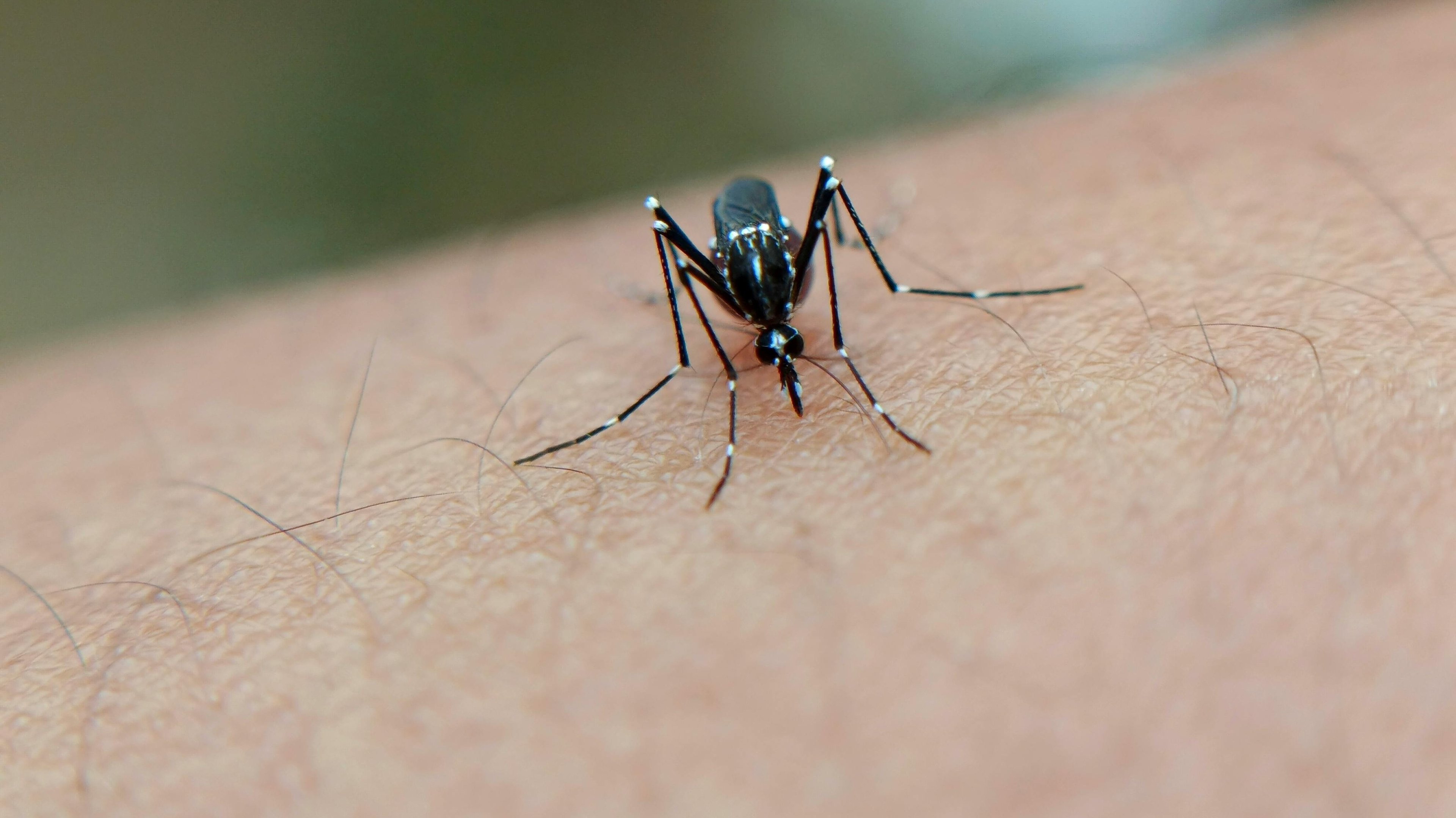 A picada do mosquito Aedes aegypti transmite a dengue, cujos sintomas e sinais de alerta s&atilde;o cruciais para identifica&ccedil;&atilde;o precoce. -  (crédito: Pexels)