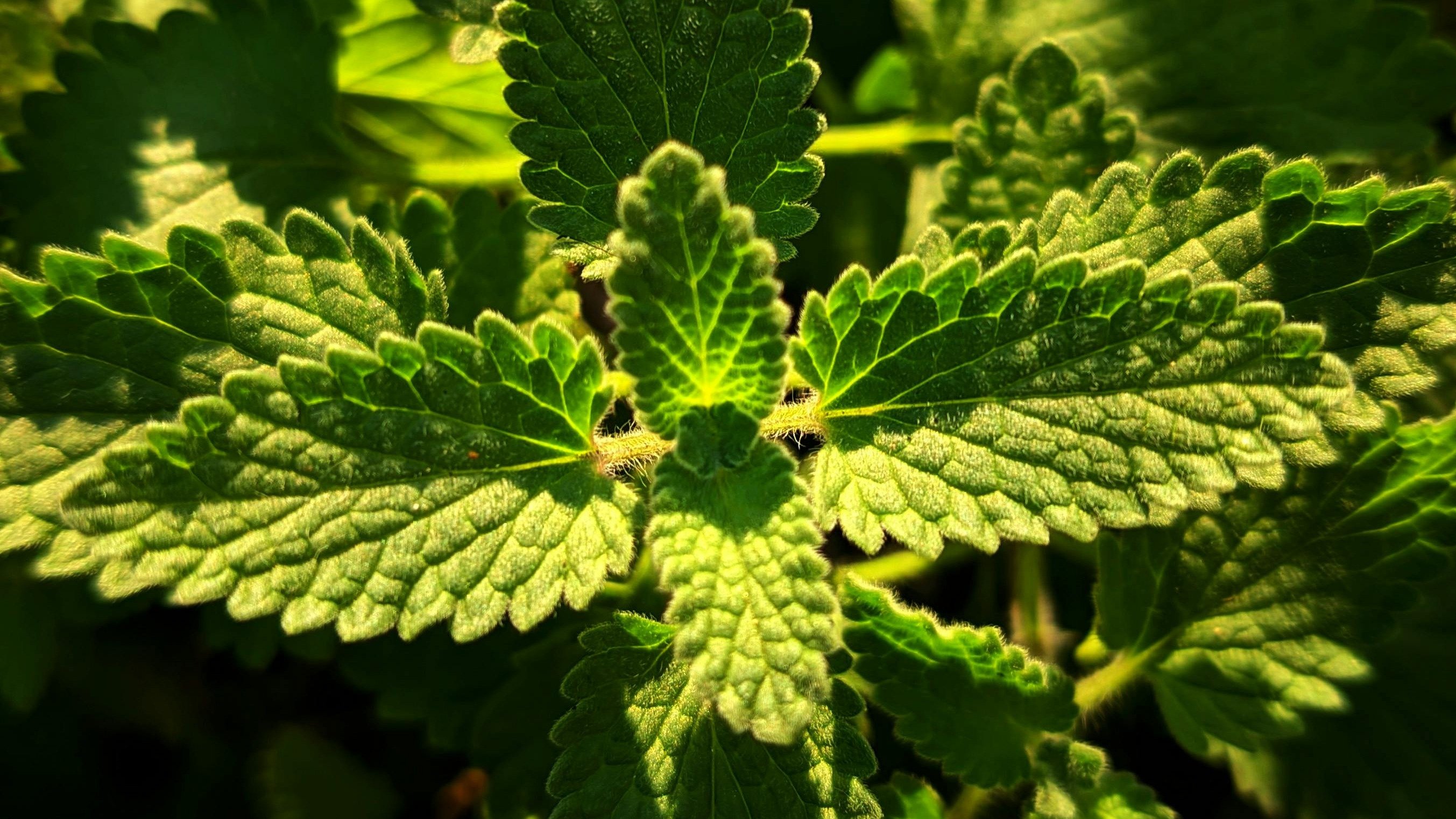 Dengue: 7 plantas que ajudam a repelir o mosquito da sua casa - Pexels