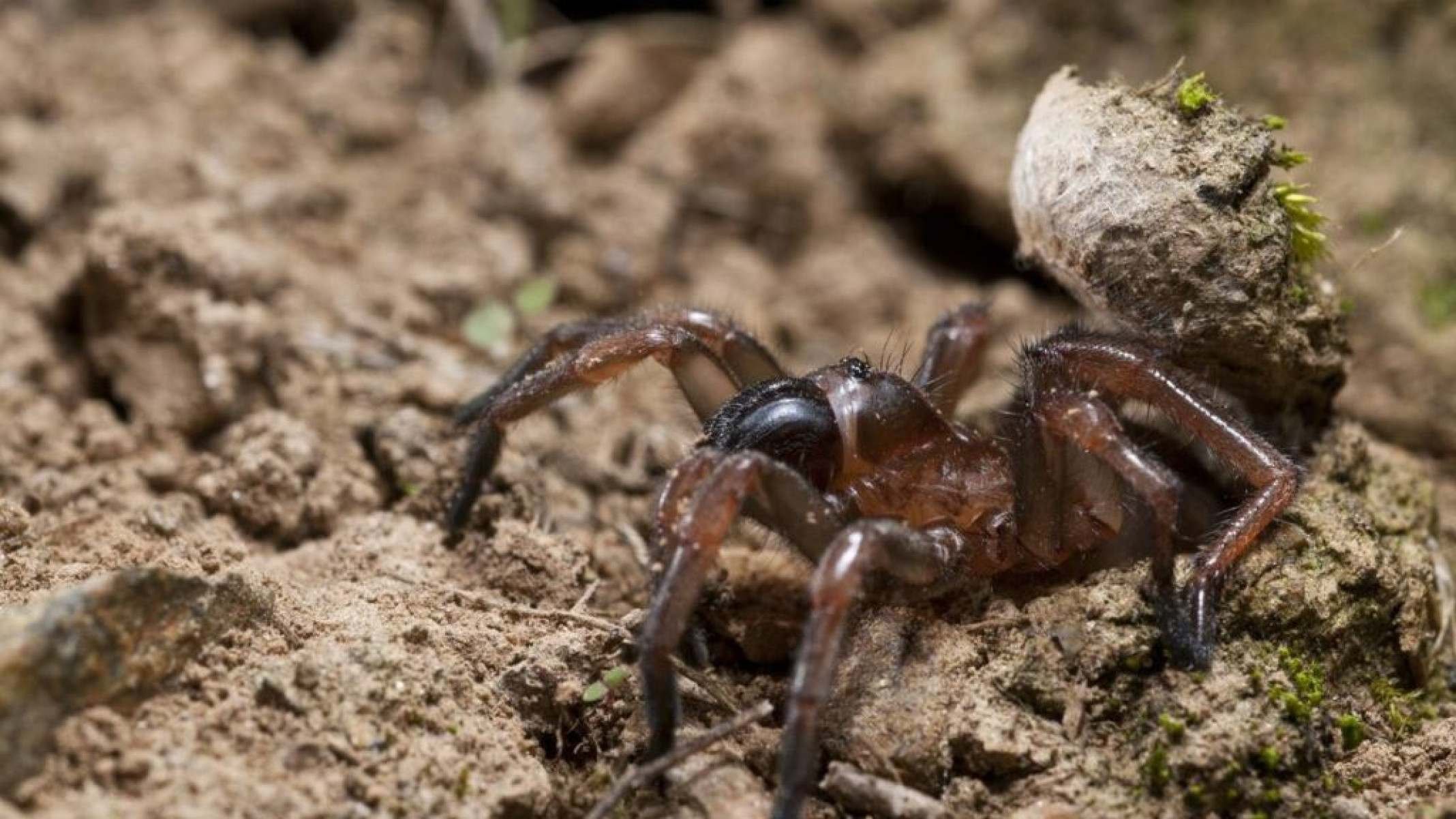 De Taranto ao transe coletivo: como a tarantela nasceu do medo da aranha e virou celebração cultural - Portal Giro 10