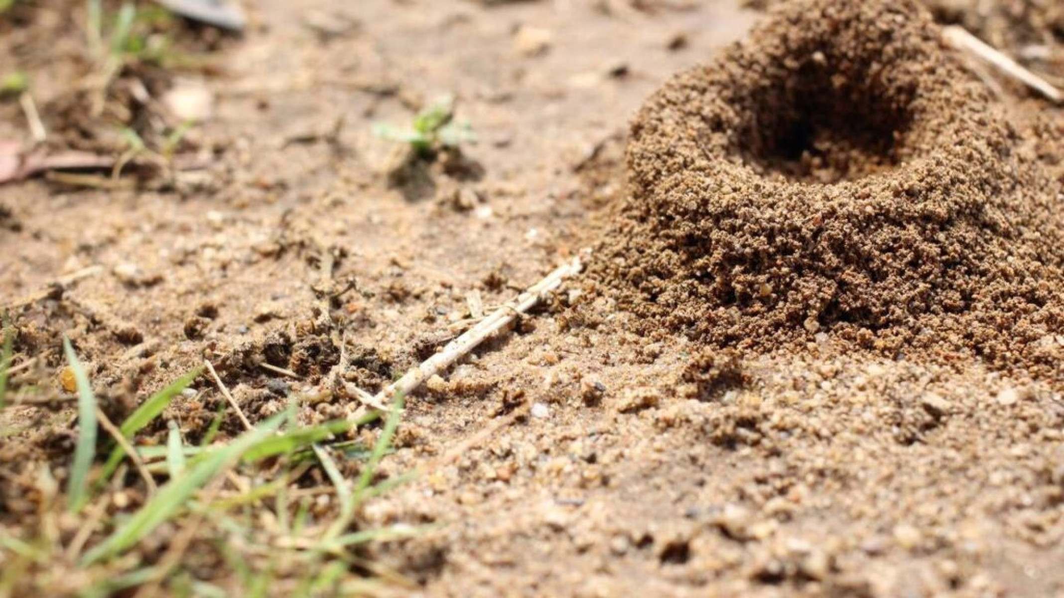 Como eliminar um formigueiro de forma eficaz: entenda a colônia e os métodos que realmente funcionam - Portal Giro 10