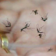 Como surgem infestações de mosquitos no ambiente doméstico - Reprodução de vídeo TV Globo