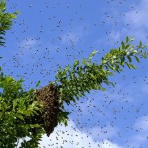 Veja como afastar abelhas com medidas simples e substâncias naturais - Imagem de Bruno por Pixabay