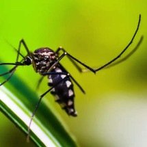 Casos de dengue no Brasil caem 75% em 2026 - De janeiro a 11 de abril, foram notificados 227,5 mil casos prováveis da doença contra 916,4 mil identificados no mesmo período de 2025