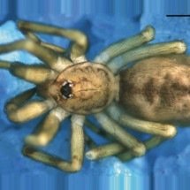 Banda de rock Pink Floyd inspira nome de nova espécie de aranha descoberta na América do Sul - Divulgação/Leonardo Delgado-Santa