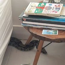 Jiboia de 10 kg é encontrada sob sofá e surpreende moradores de Geribá, bairro badalado e turístico de Búzios - Reprodução redes sociais 