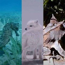 O dom natural da camuflagem de certos animais - Montagem Flipar